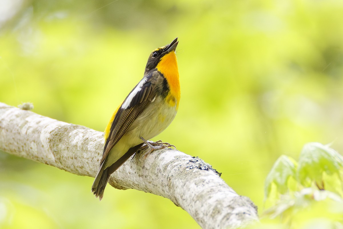 Narcissus Flycatcher - ML643578113