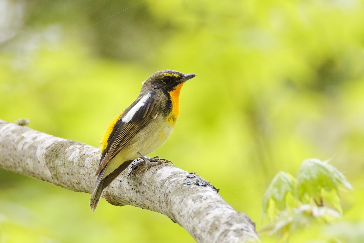 Narcissus Flycatcher - ML643578114