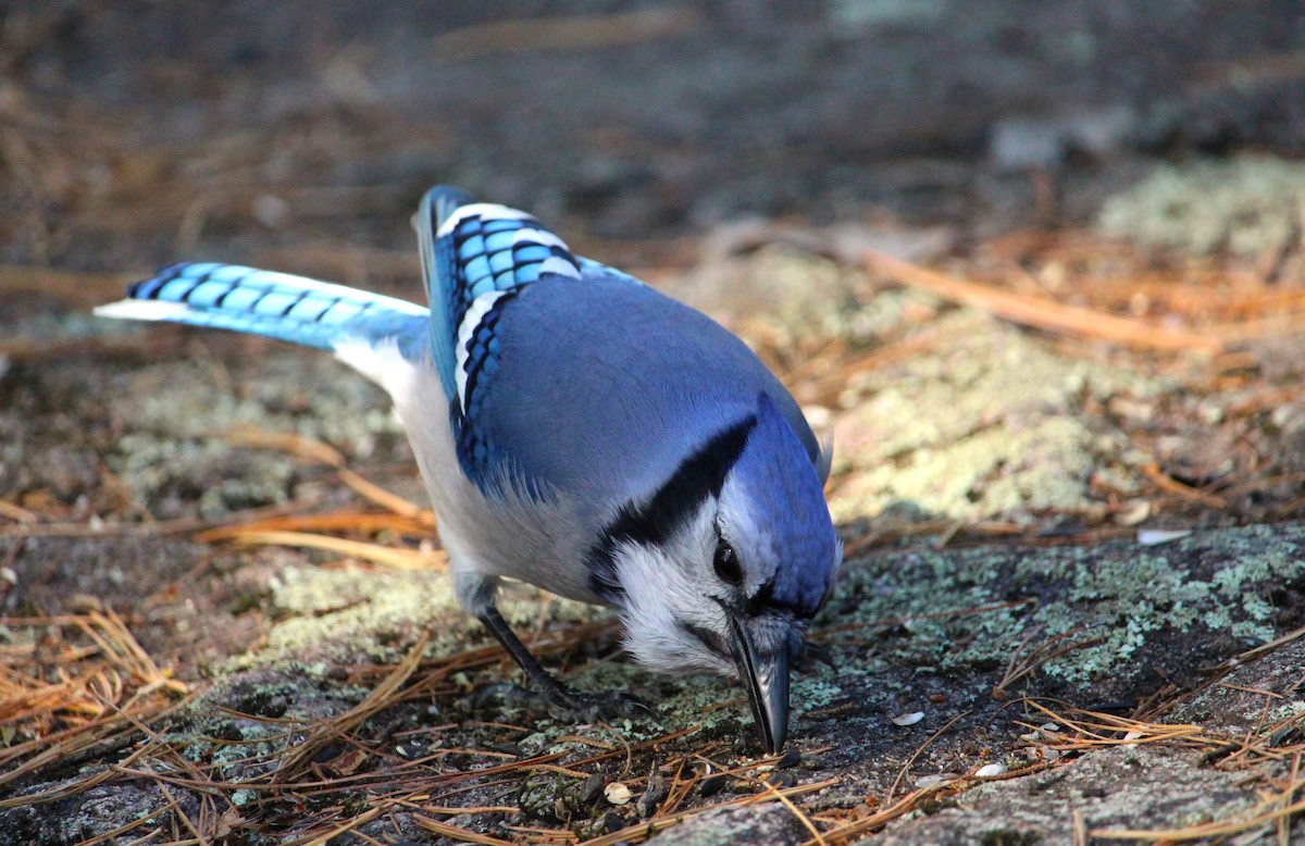 Blue Jay - ML643578116