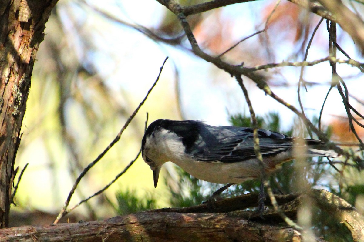 White-breasted Nuthatch - ML643578122
