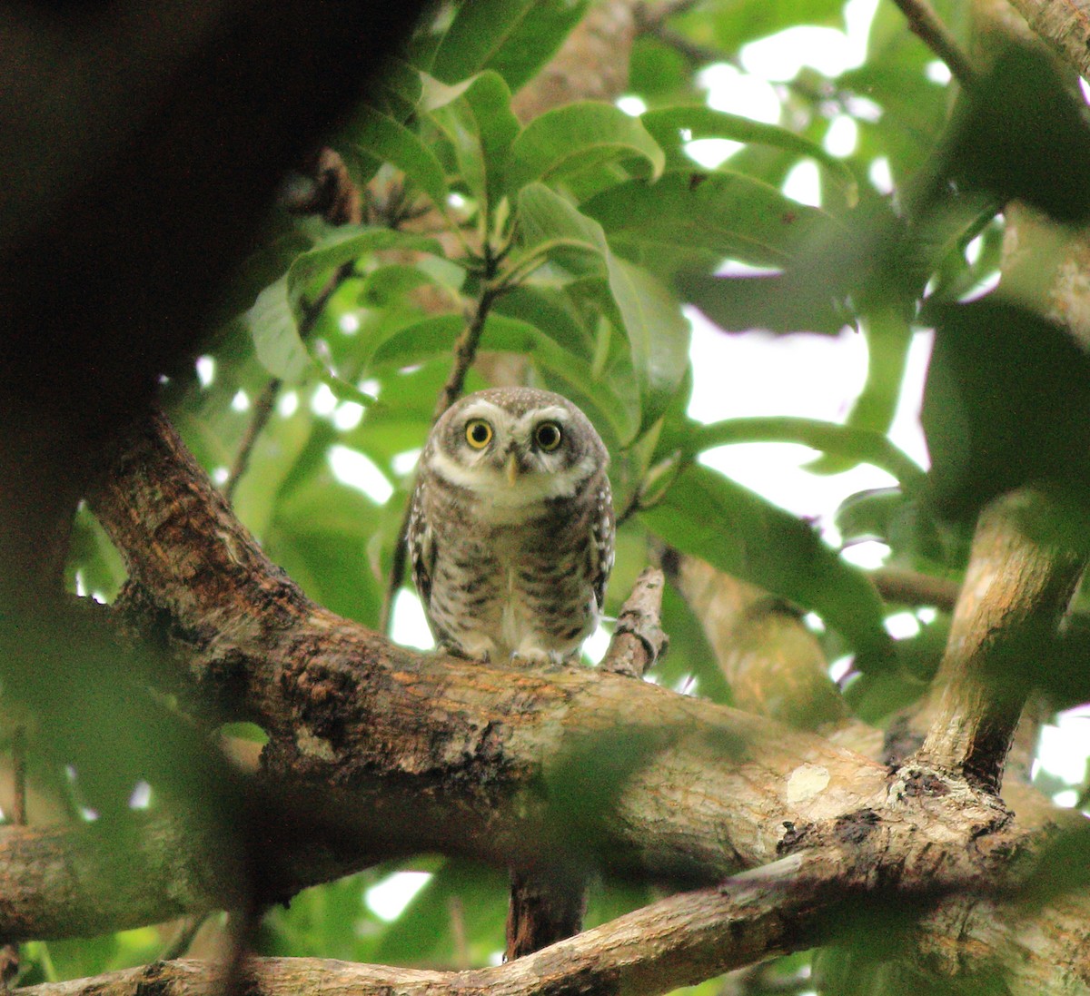 Spotted Owlet - ML643578123