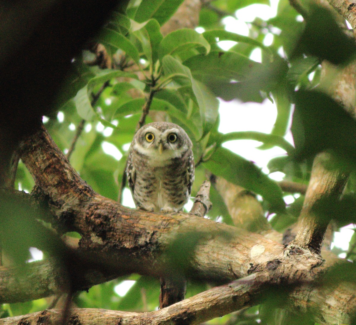 Spotted Owlet - ML643578125