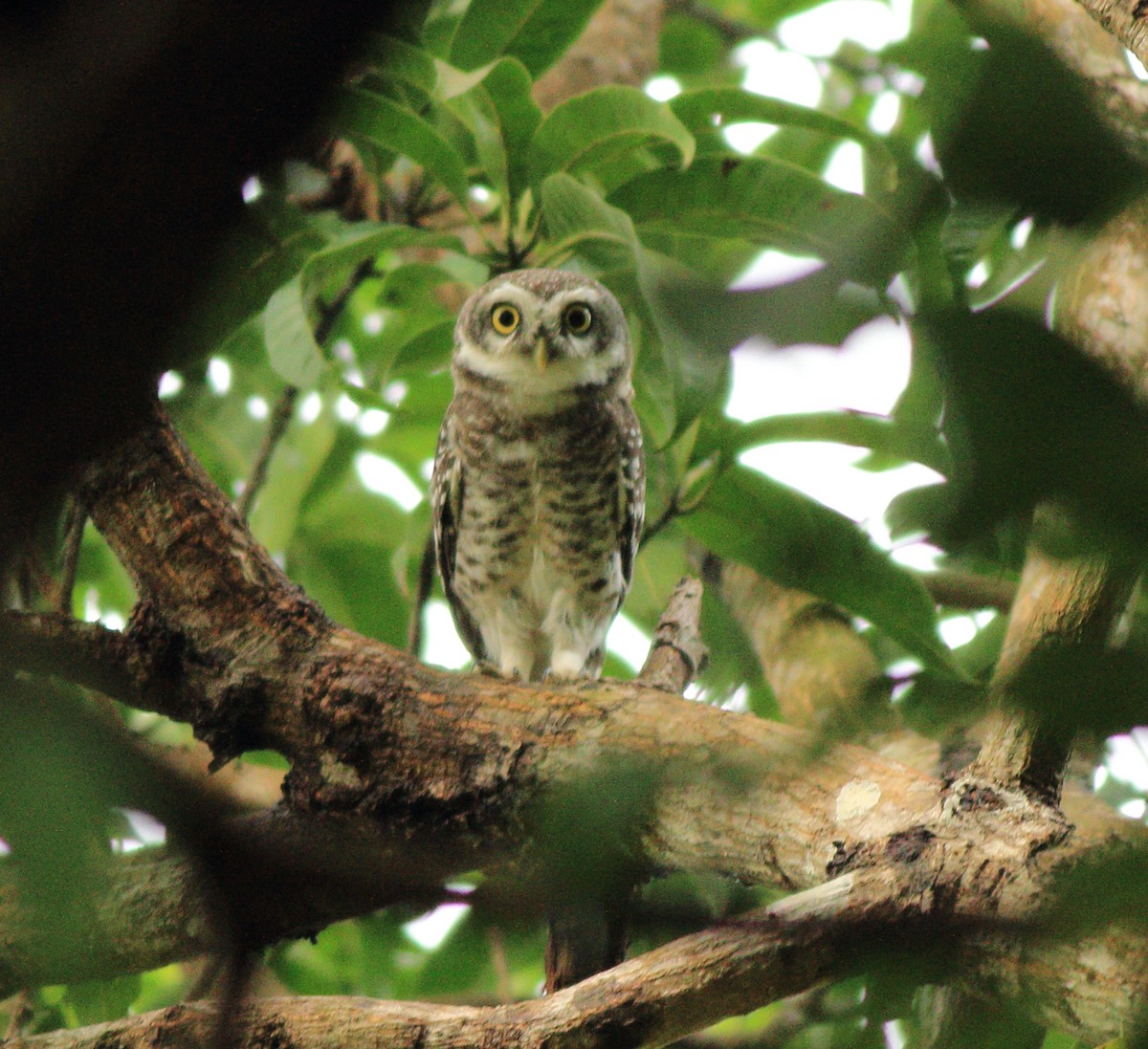Spotted Owlet - ML643578126