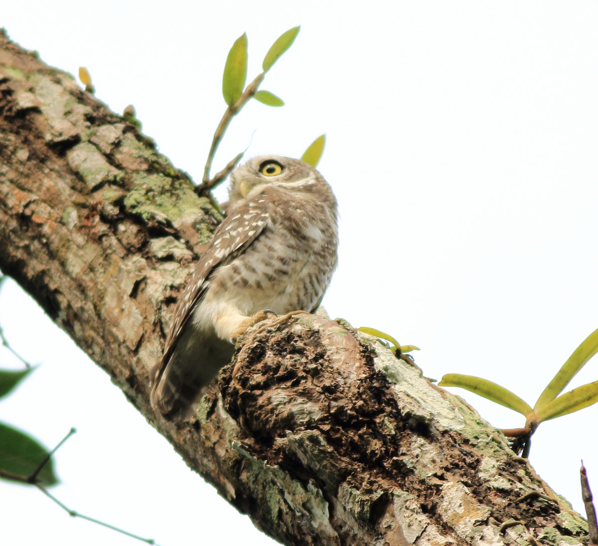 Spotted Owlet - ML643578129