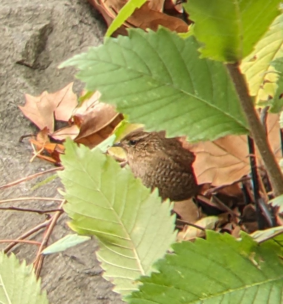 Troglodyte des forêts - ML643578130