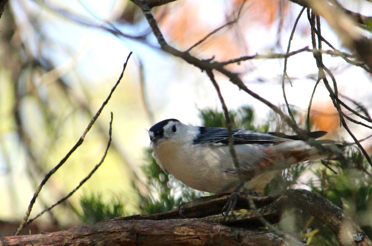 White-breasted Nuthatch - ML643578131