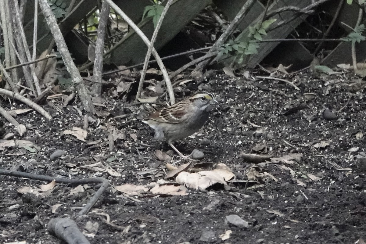 White-throated Sparrow - ML643578132