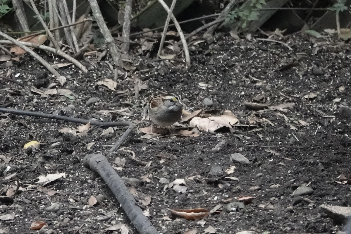 White-throated Sparrow - ML643578133
