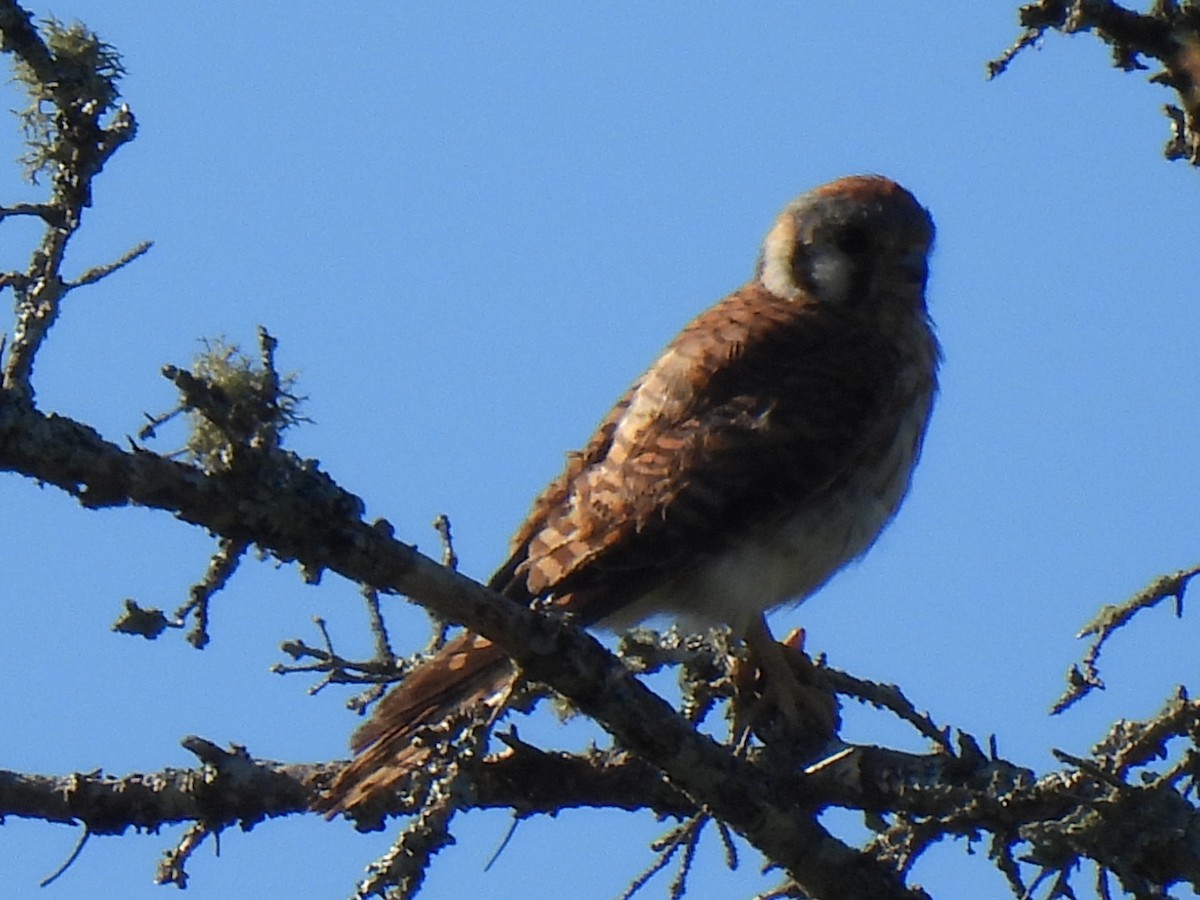 American Kestrel - ML643578134
