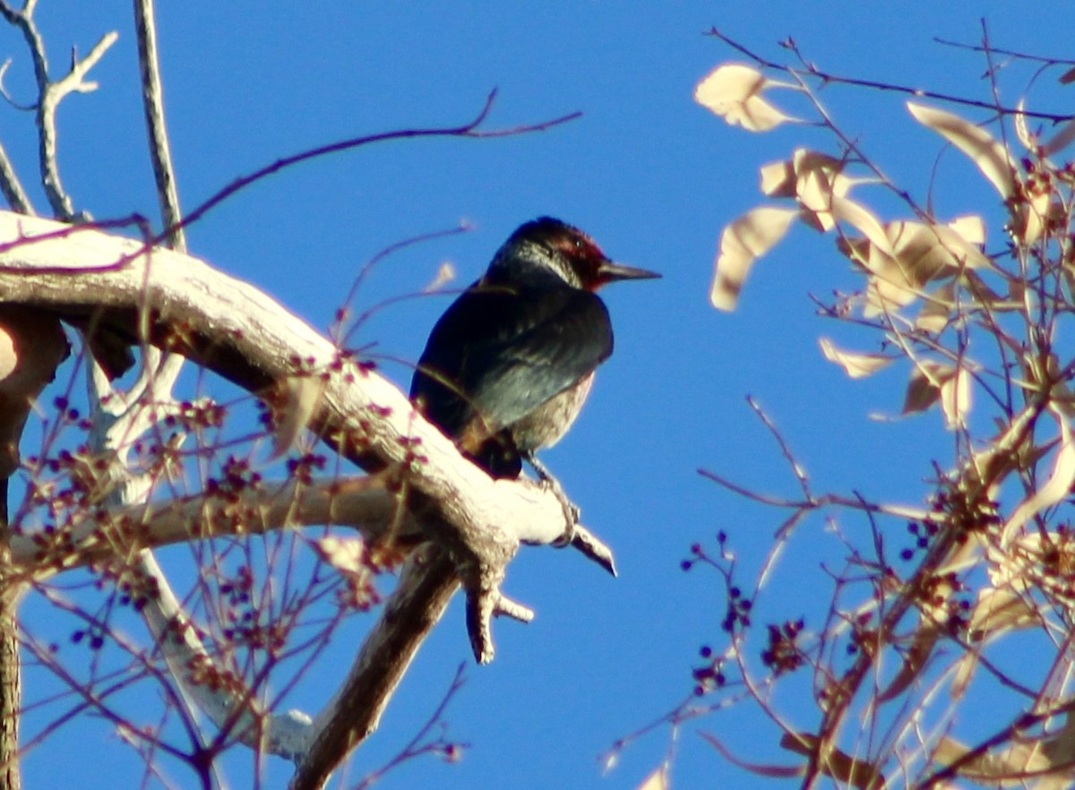 Lewis's Woodpecker - ML643578136