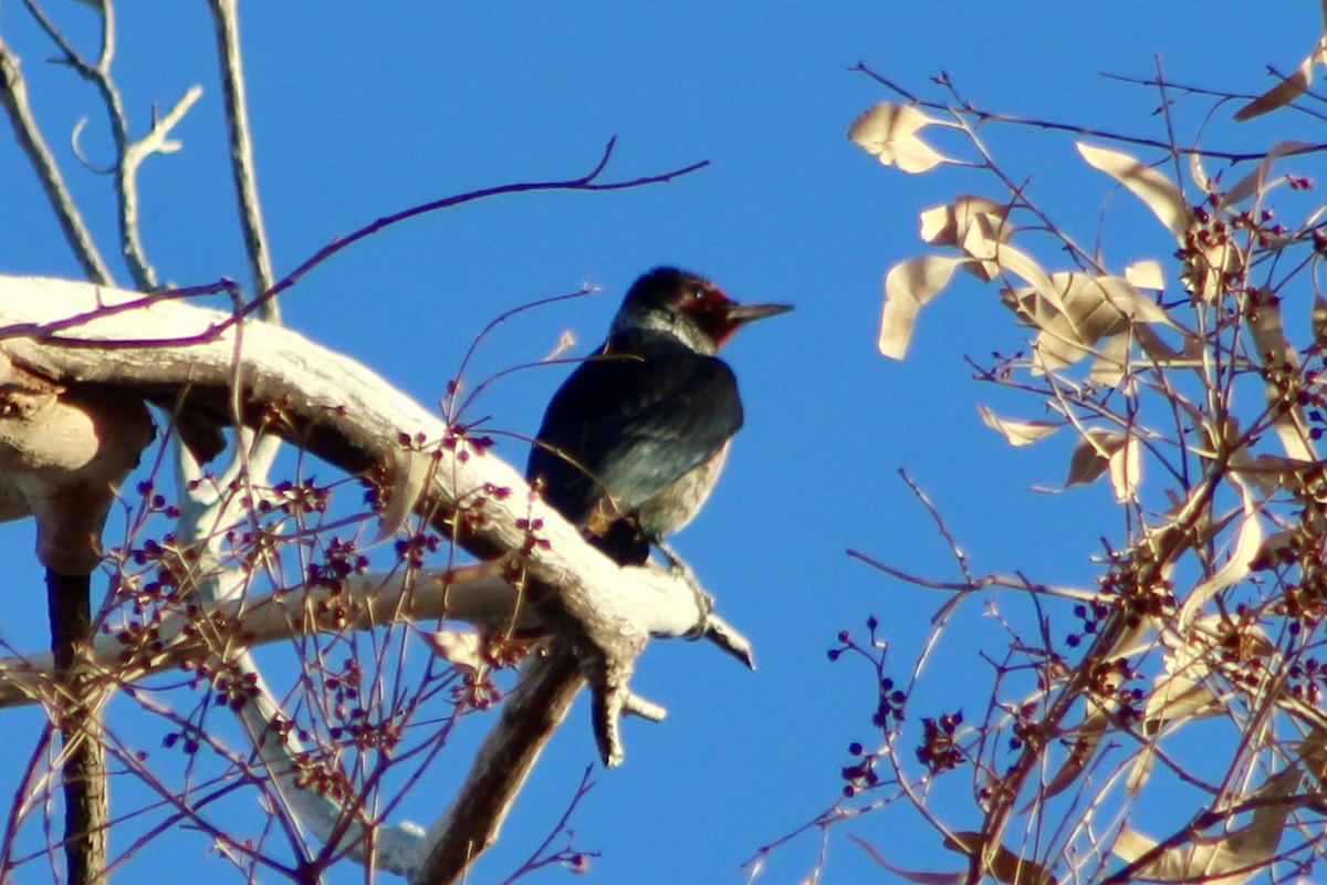 Lewis's Woodpecker - ML643578137