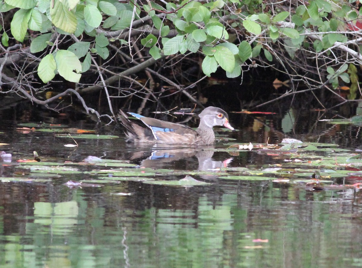 Wood Duck - ML643578145