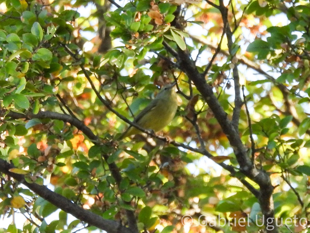 Orange-crowned Warbler - ML643578164
