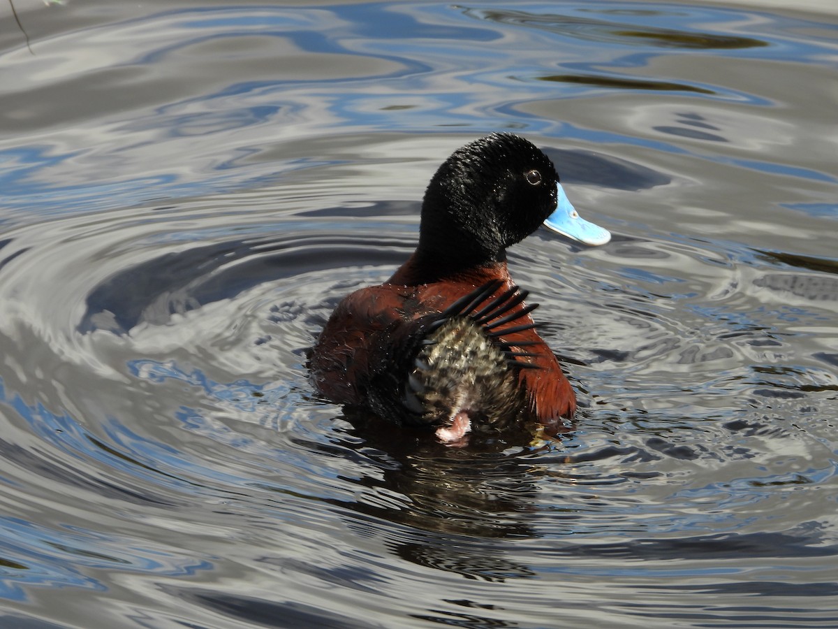Blue-billed Duck - ML643578176