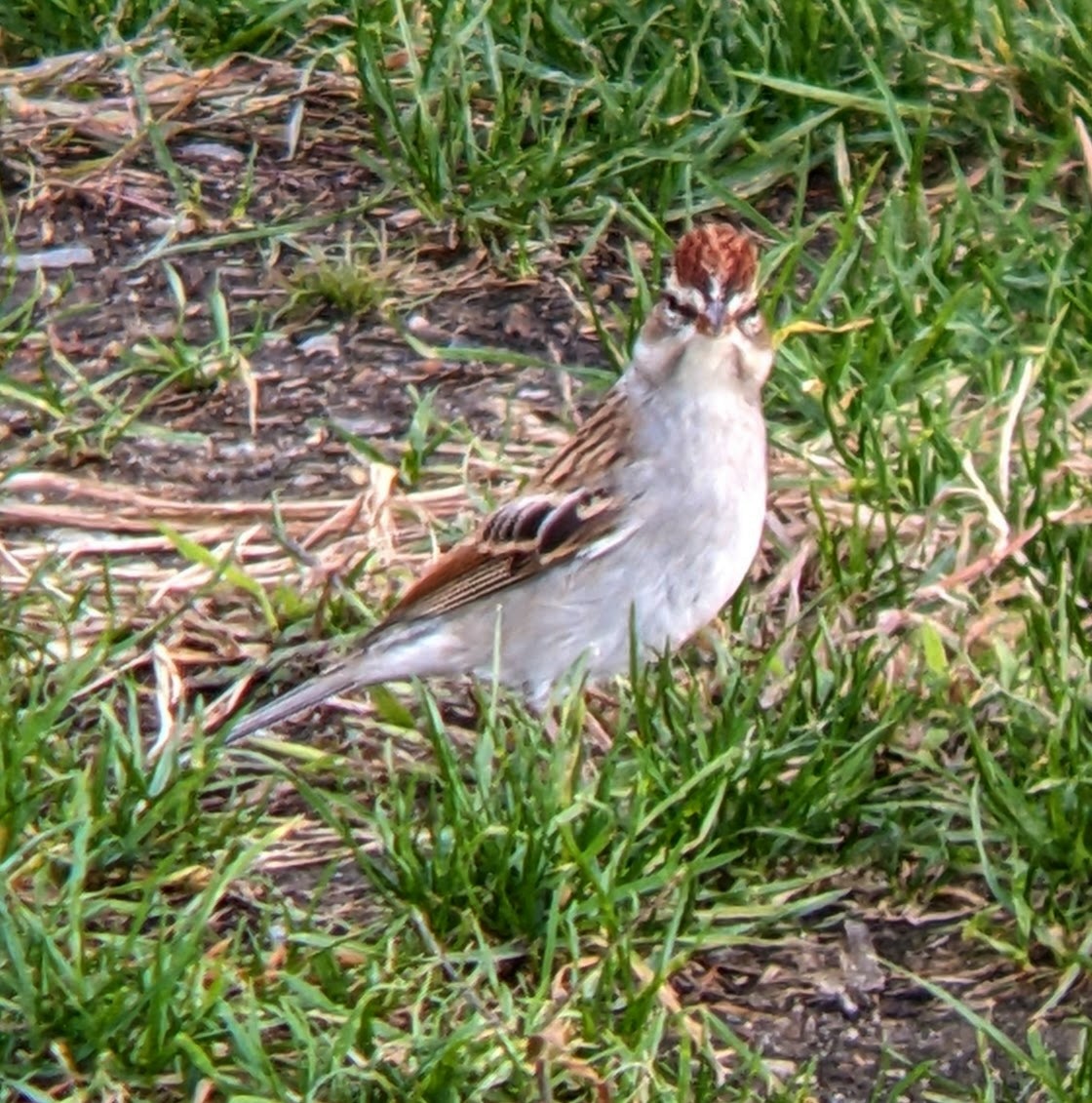 Chipping Sparrow - ML643578180