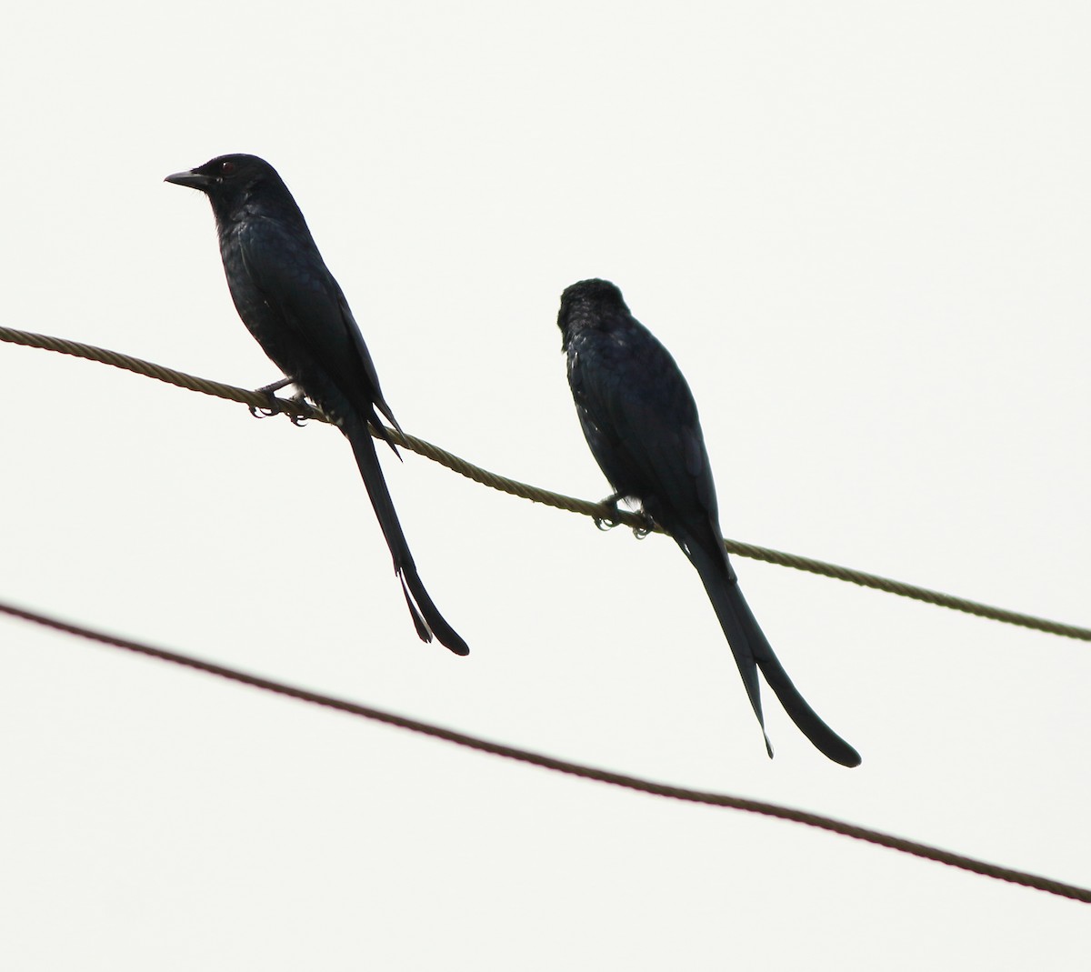 Kara Drongo - ML643578182