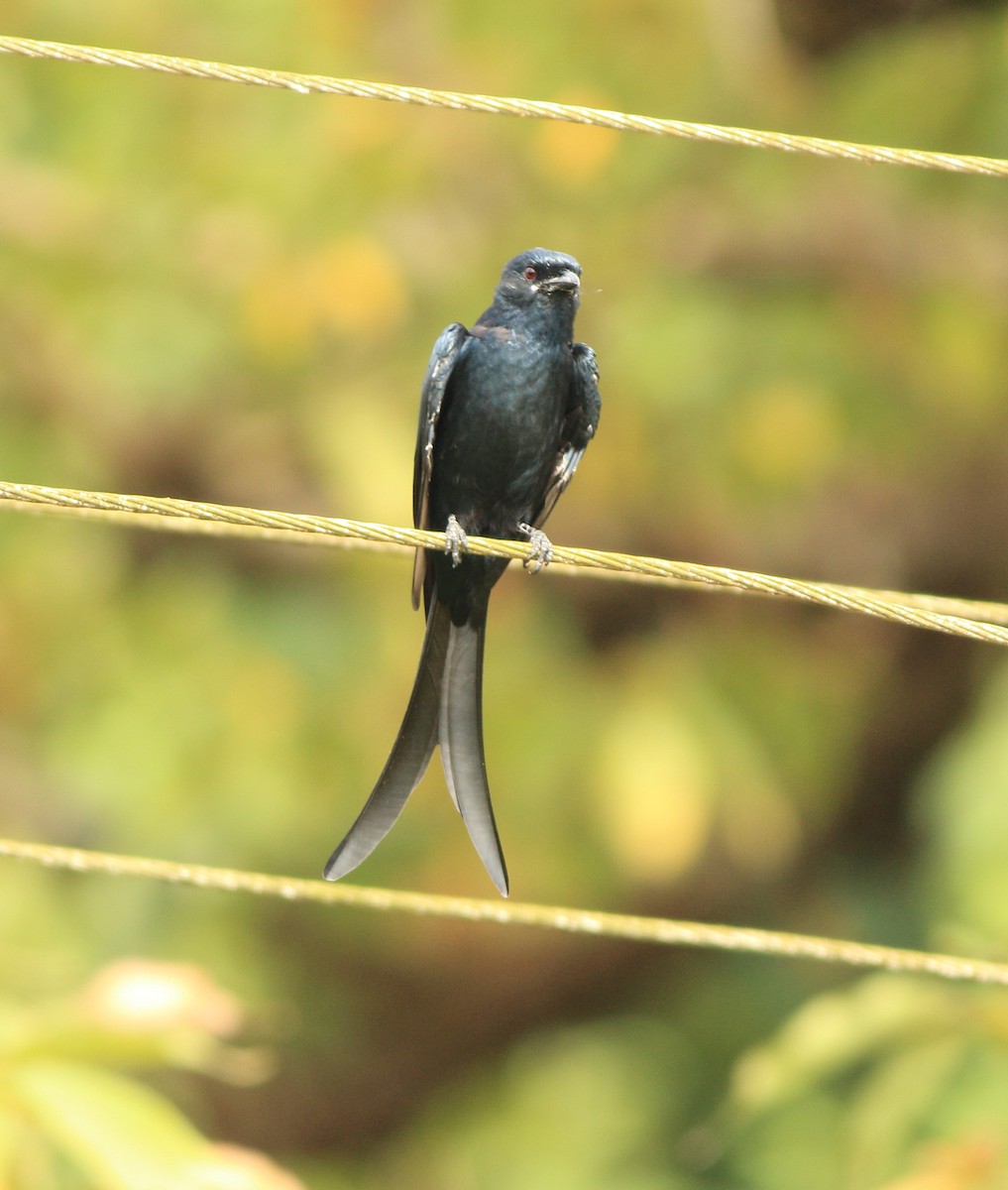 Kara Drongo - ML643578185
