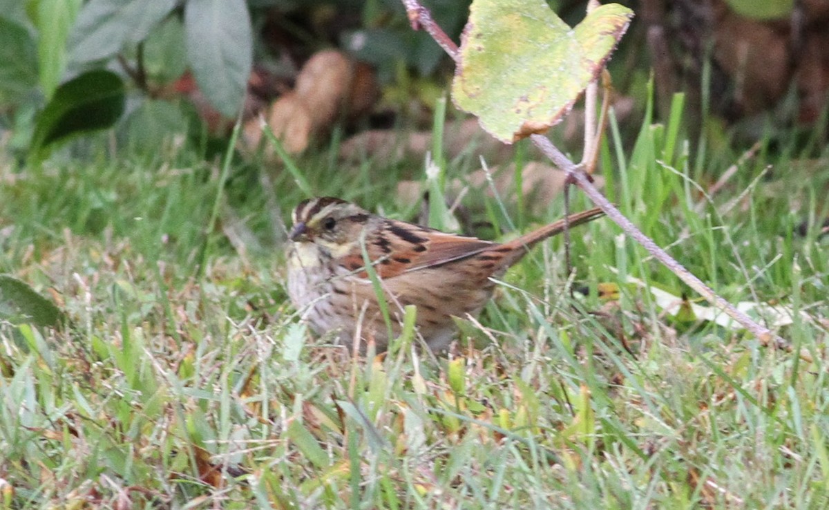 Swamp Sparrow - ML643578187