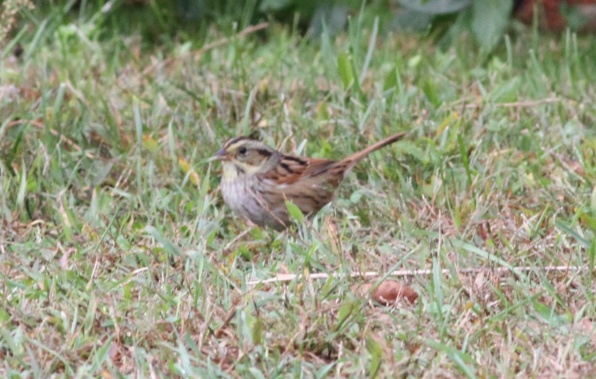 Swamp Sparrow - ML643578188