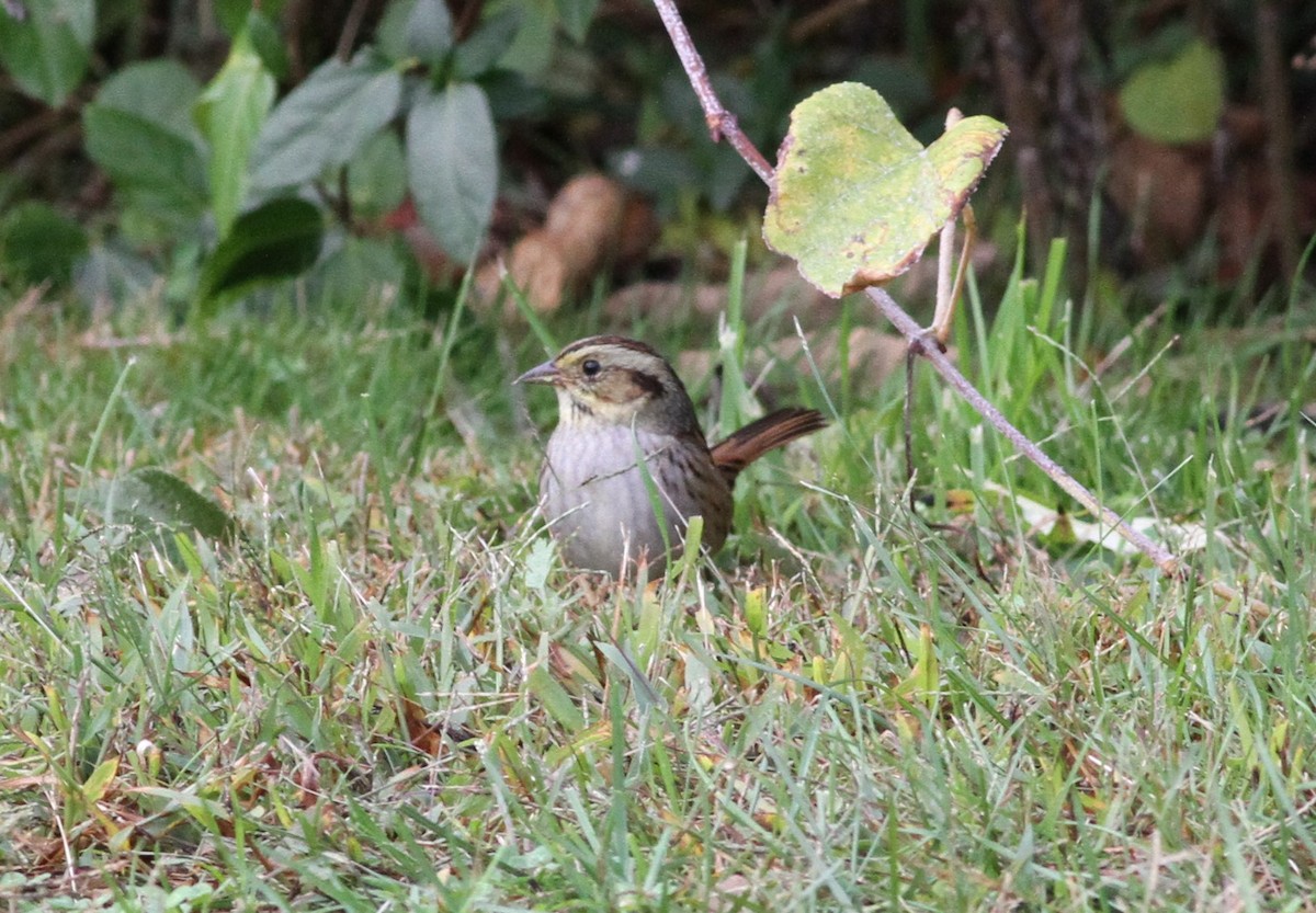 Swamp Sparrow - ML643578189