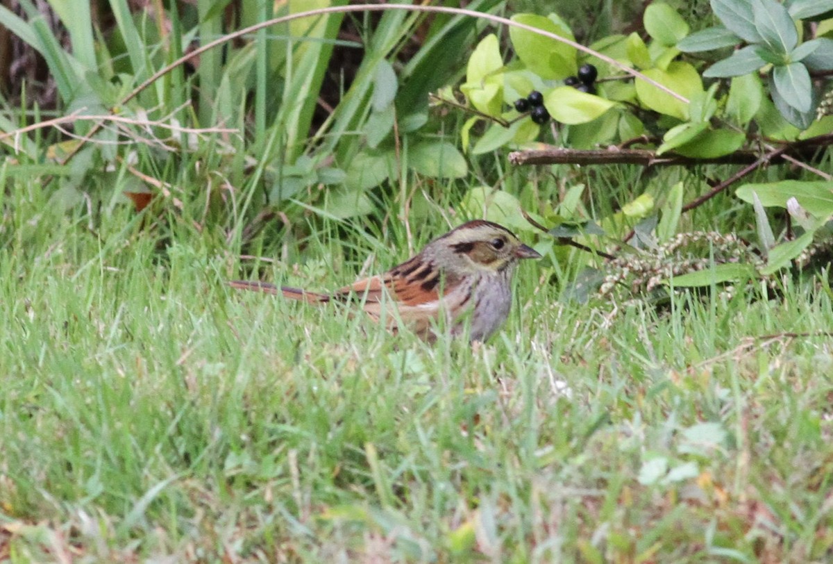 Swamp Sparrow - ML643578190