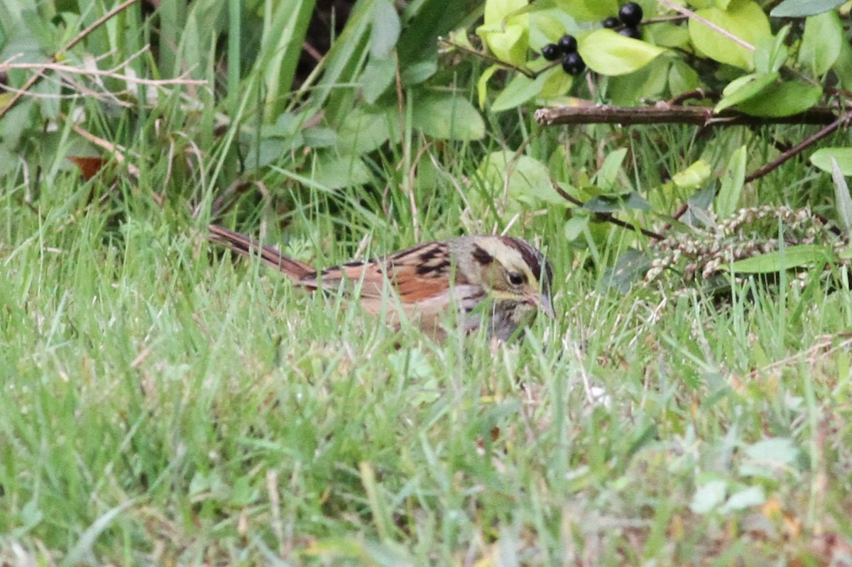 Swamp Sparrow - ML643578191