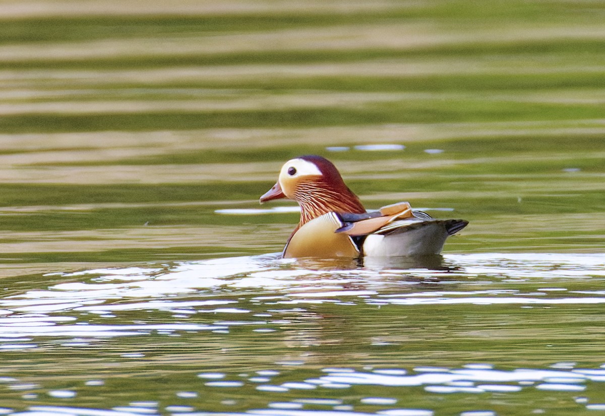 Mandarin Duck - ML643578198