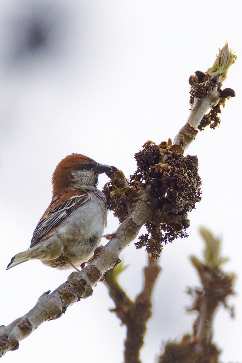 Russet Sparrow - ML643578202