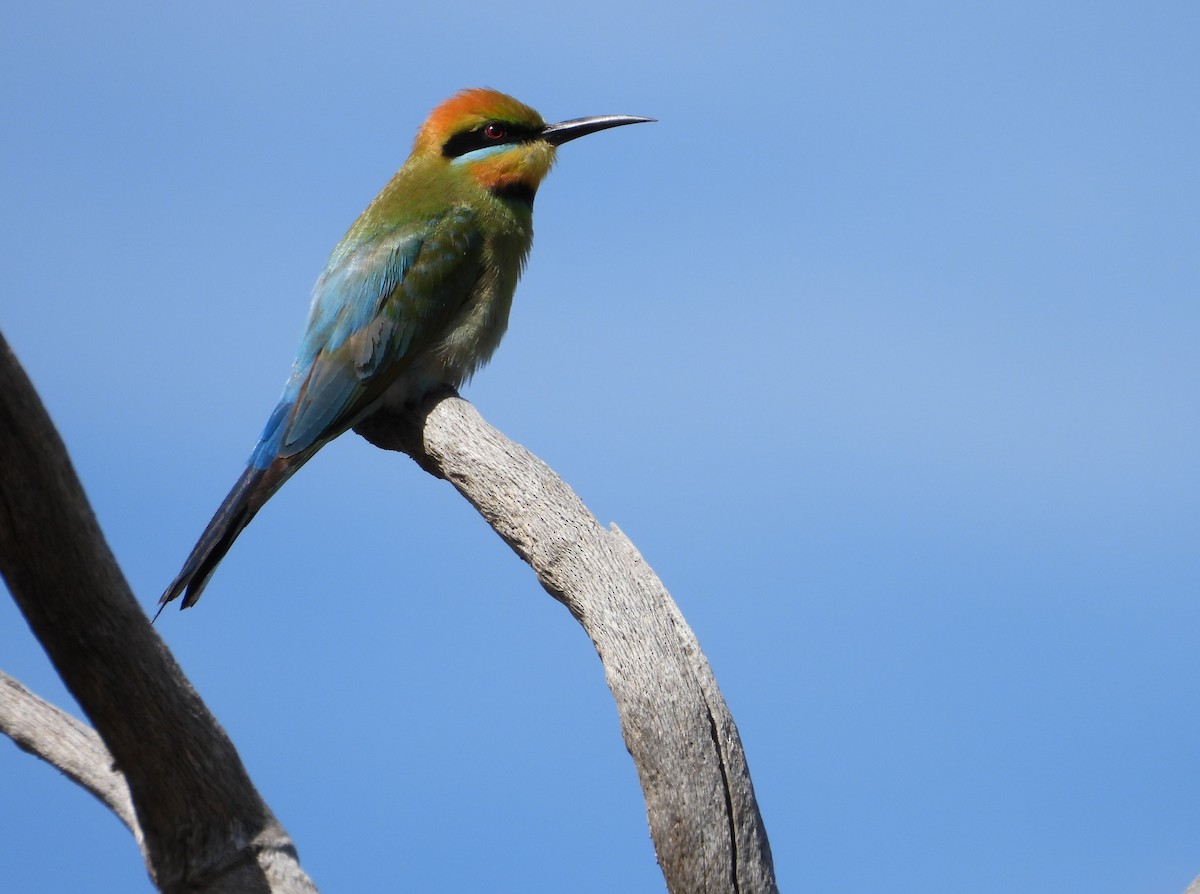 Rainbow Bee-eater - ML643578221