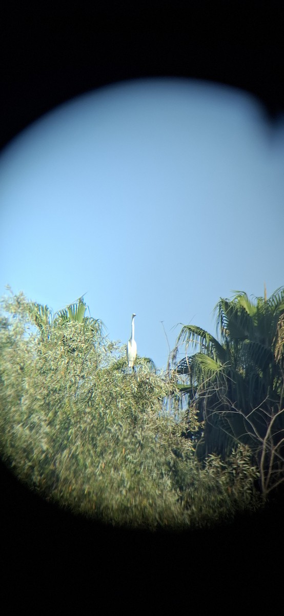 Great Egret - ML643578224