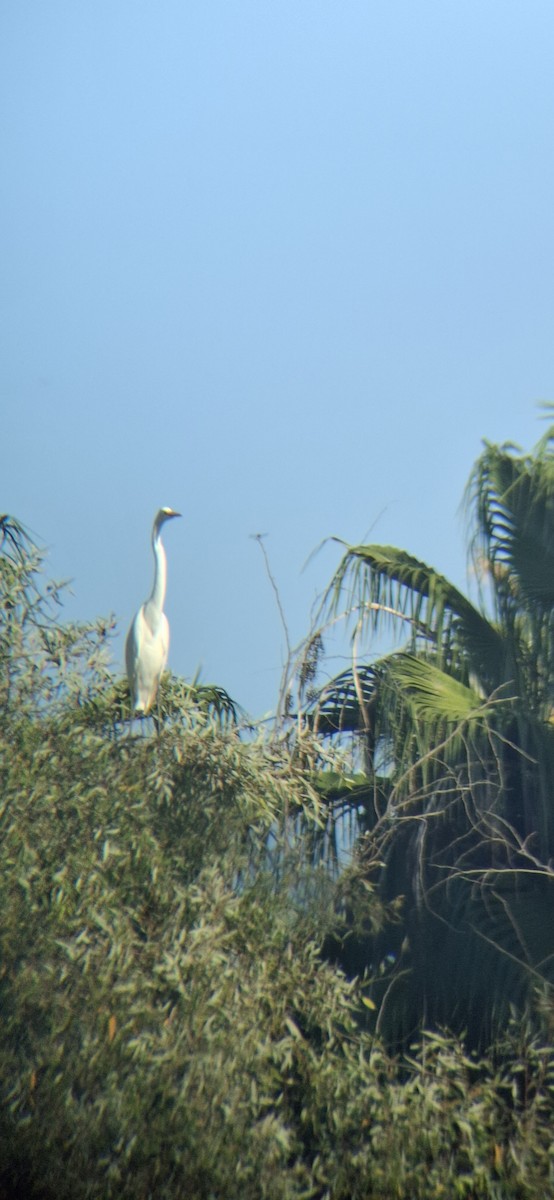Great Egret - ML643578225
