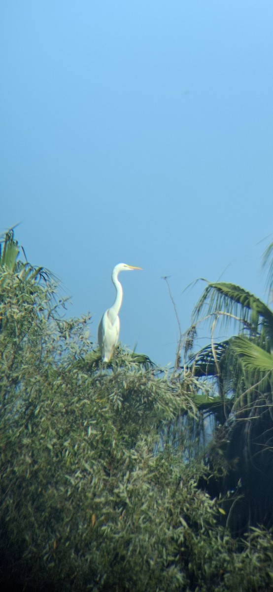 Great Egret - ML643578226