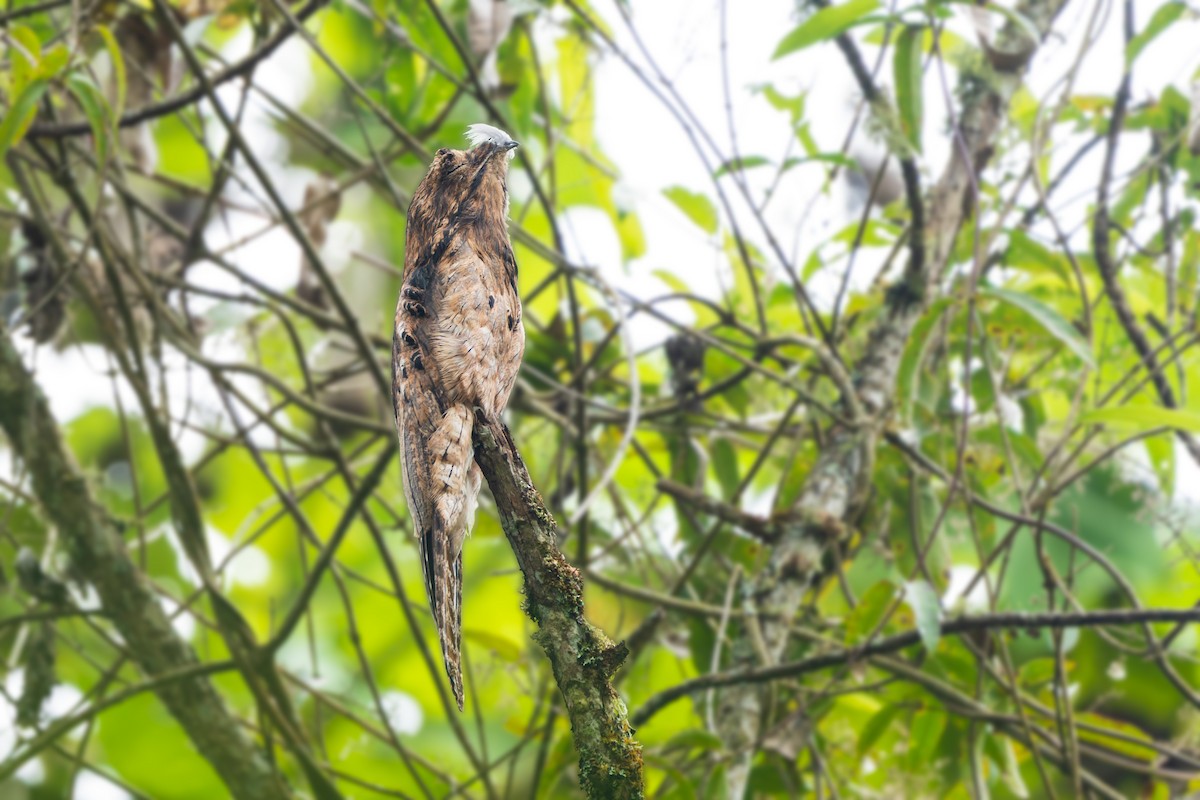 Common Potoo - ML643578229