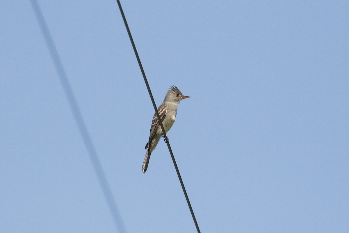 Greater Pewee - ML643578230