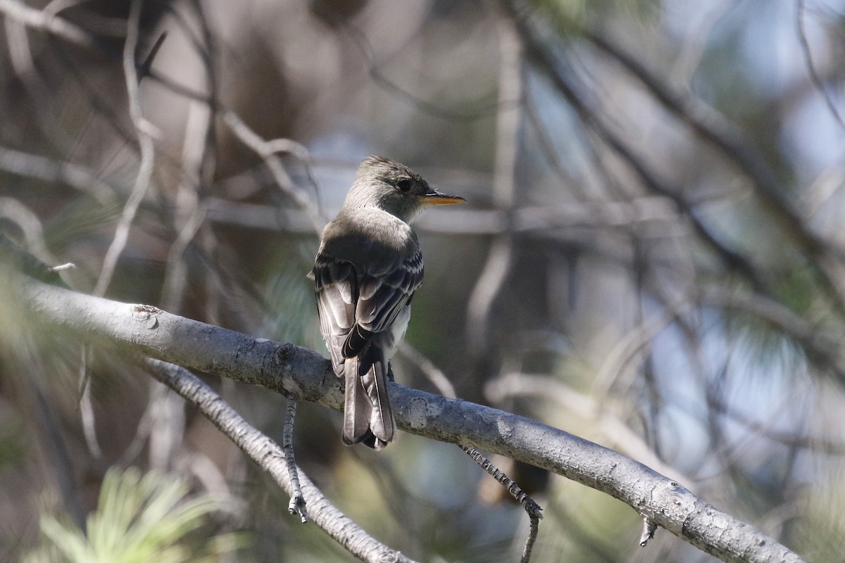 Greater Pewee - ML643578231