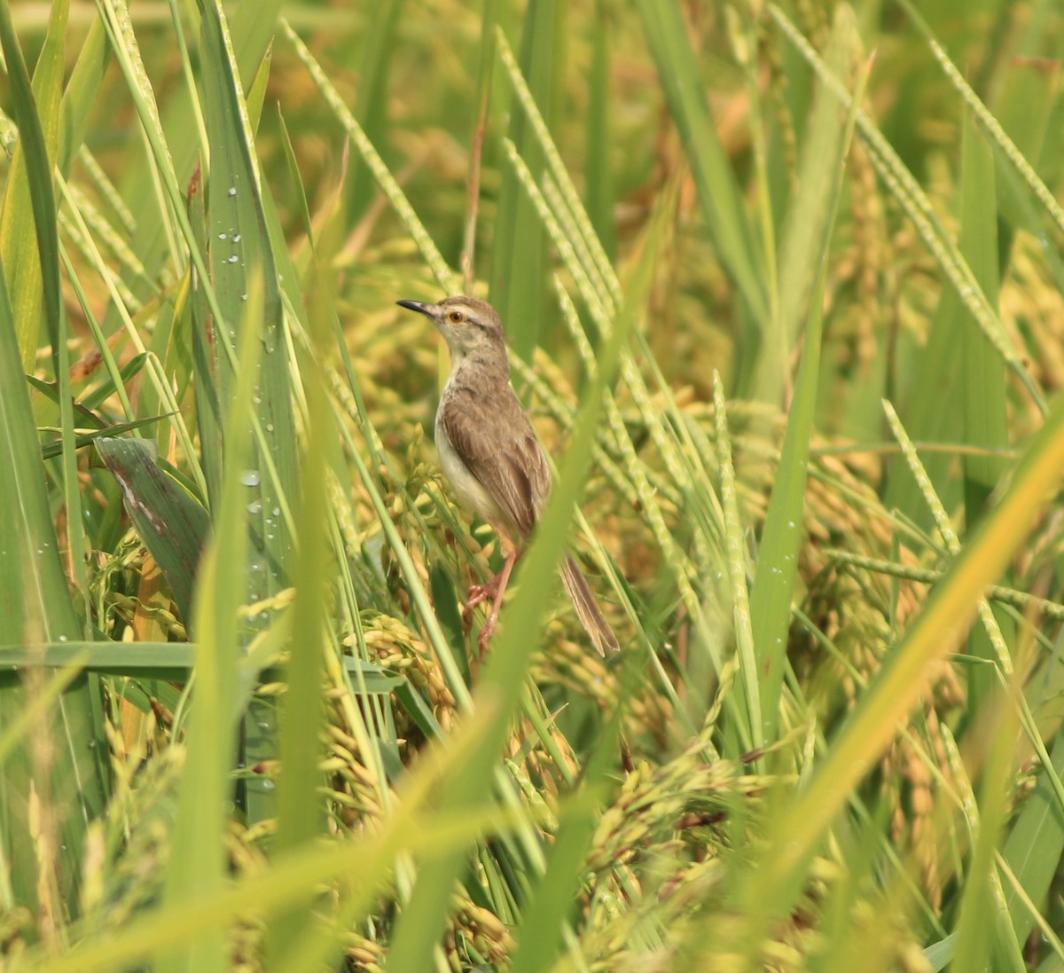 Plain Prinia - ML643578236