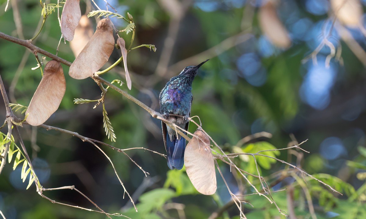 Glanz-Veilchenohrkolibri - ML643578241