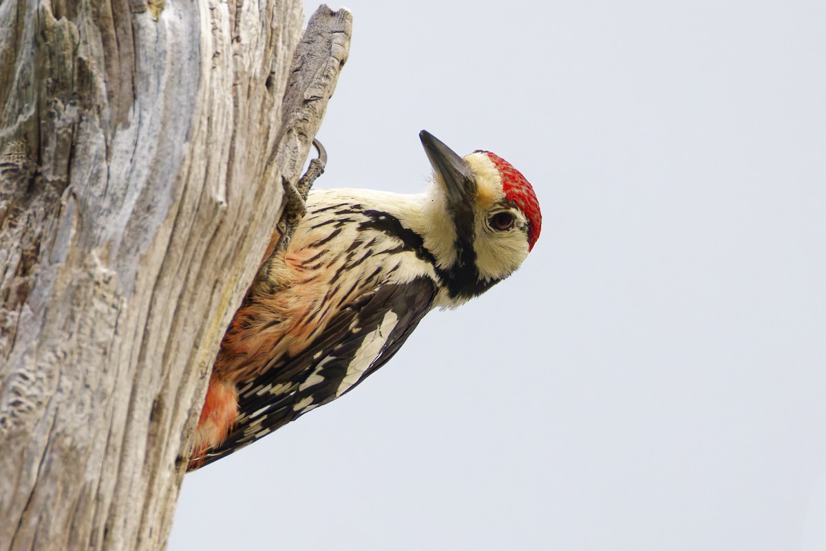 White-backed Woodpecker - ML643578244