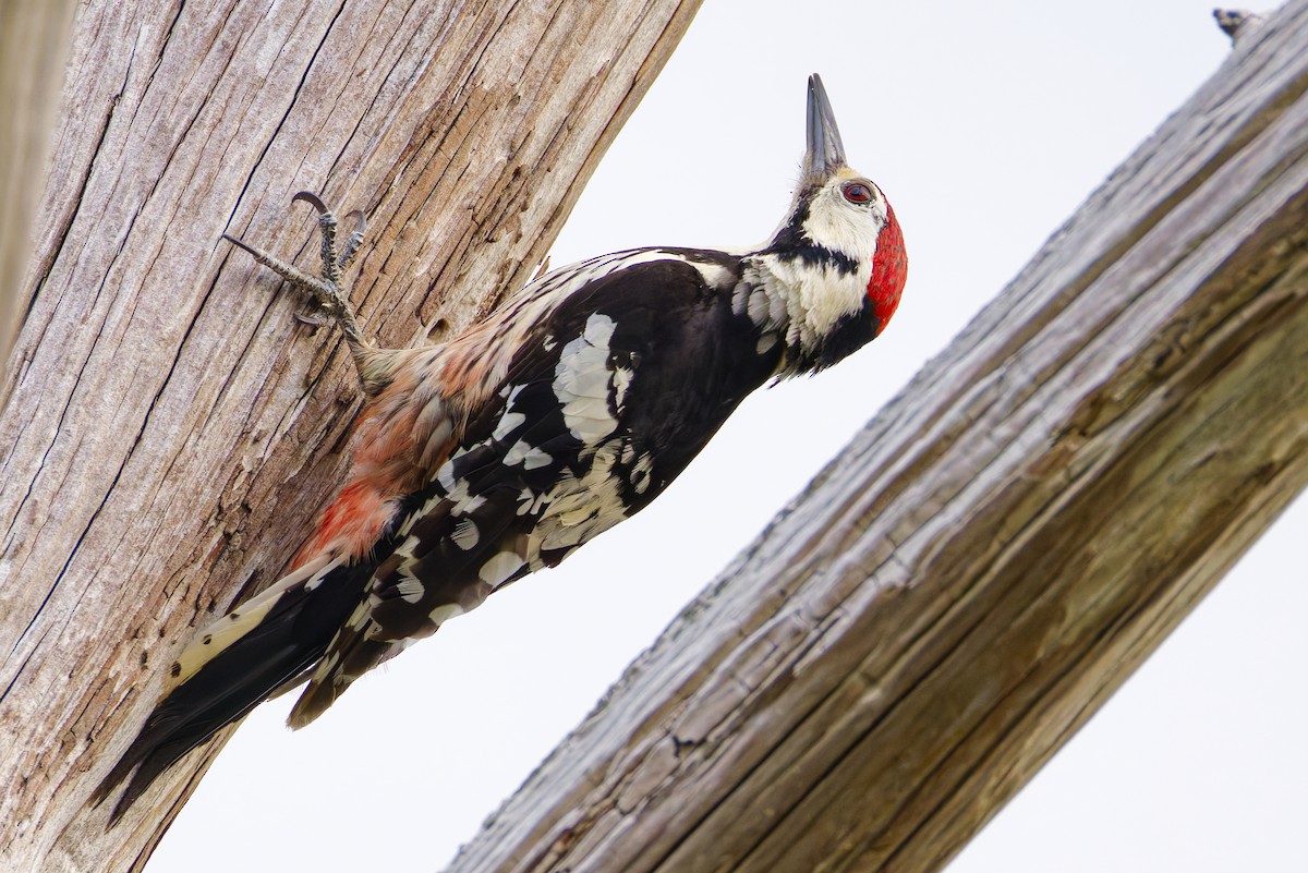 White-backed Woodpecker - ML643578245