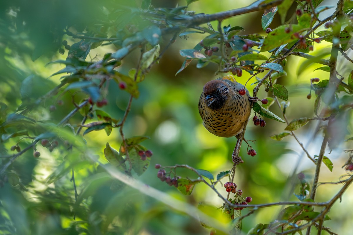Chestnut-crowned Laughingthrush - ML643578268