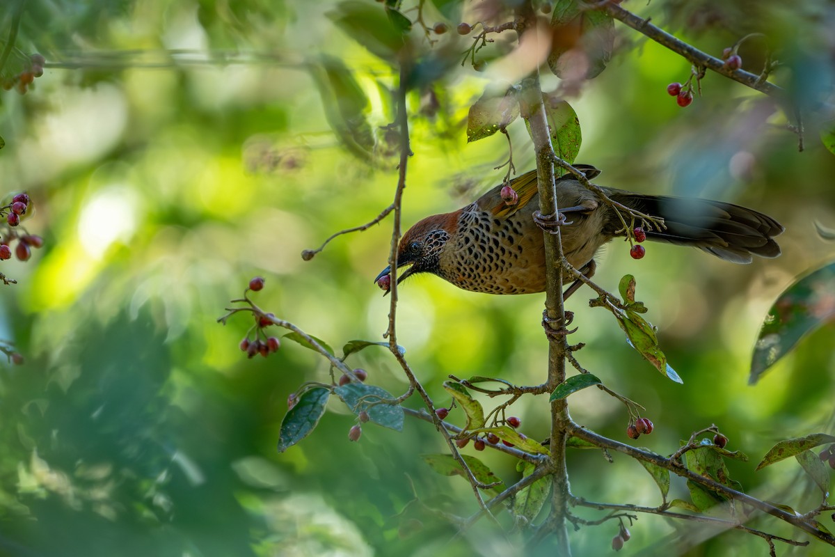 Chestnut-crowned Laughingthrush - ML643578269
