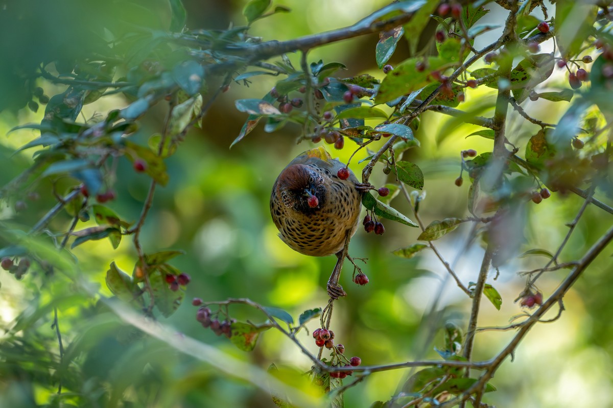 Chestnut-crowned Laughingthrush - ML643578270