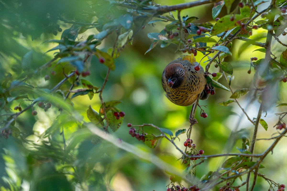 Chestnut-crowned Laughingthrush - ML643578271
