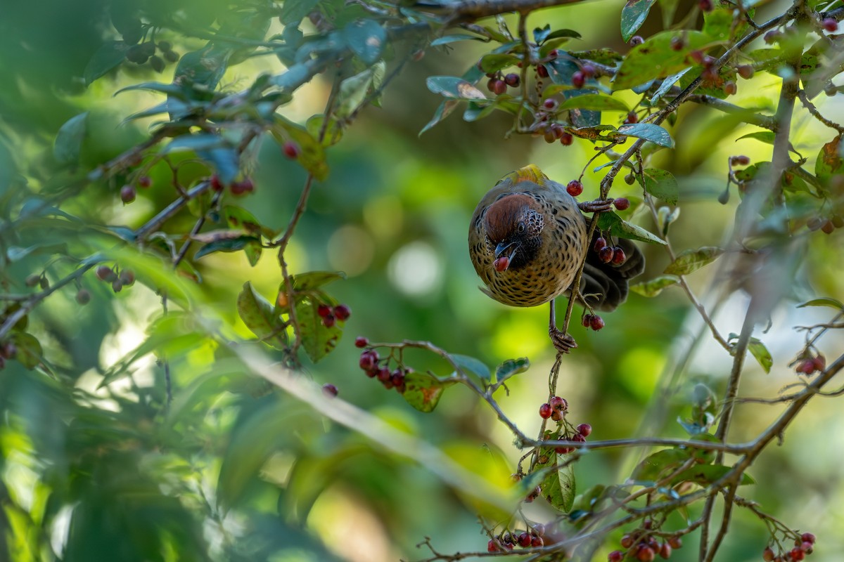 Chestnut-crowned Laughingthrush - ML643578272