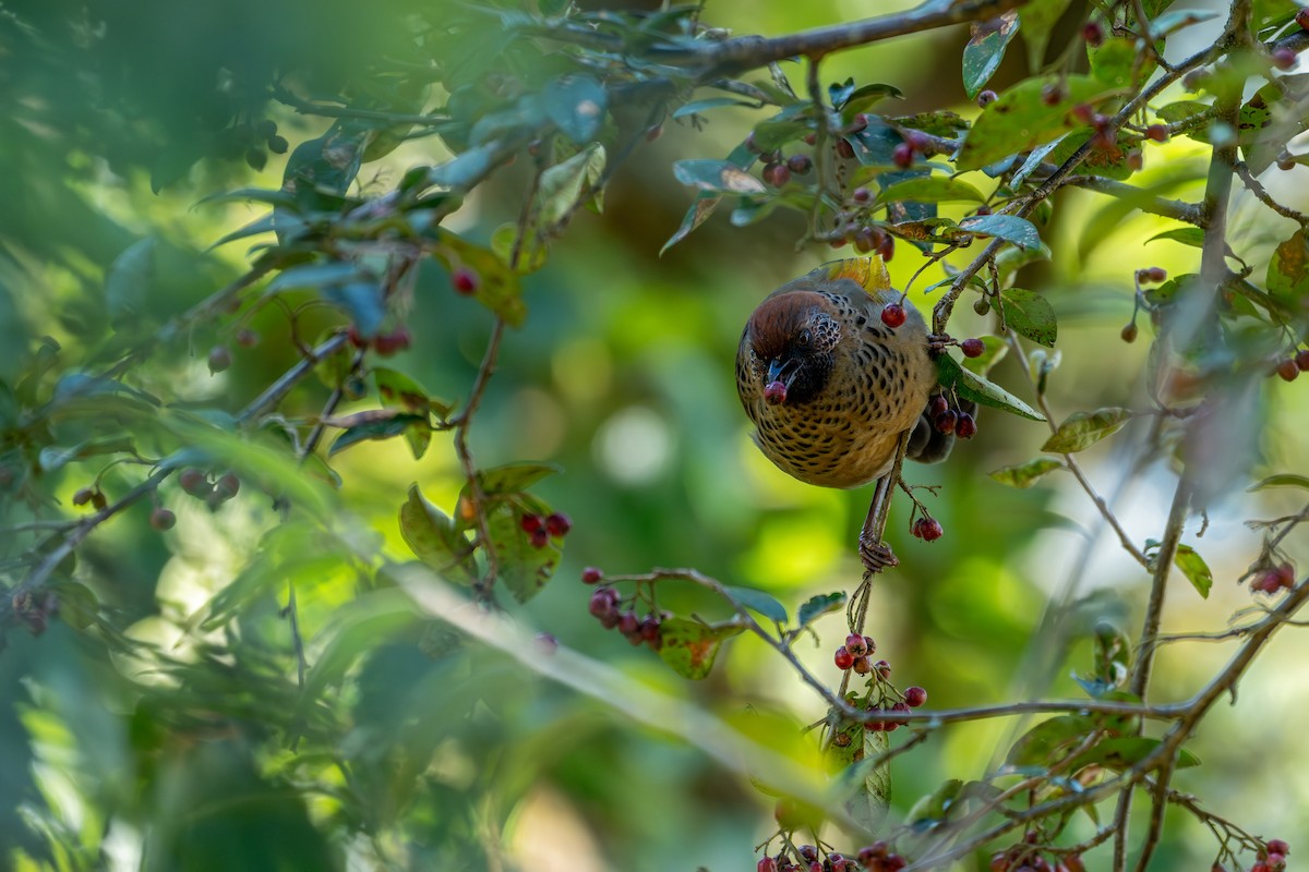 Chestnut-crowned Laughingthrush - ML643578273