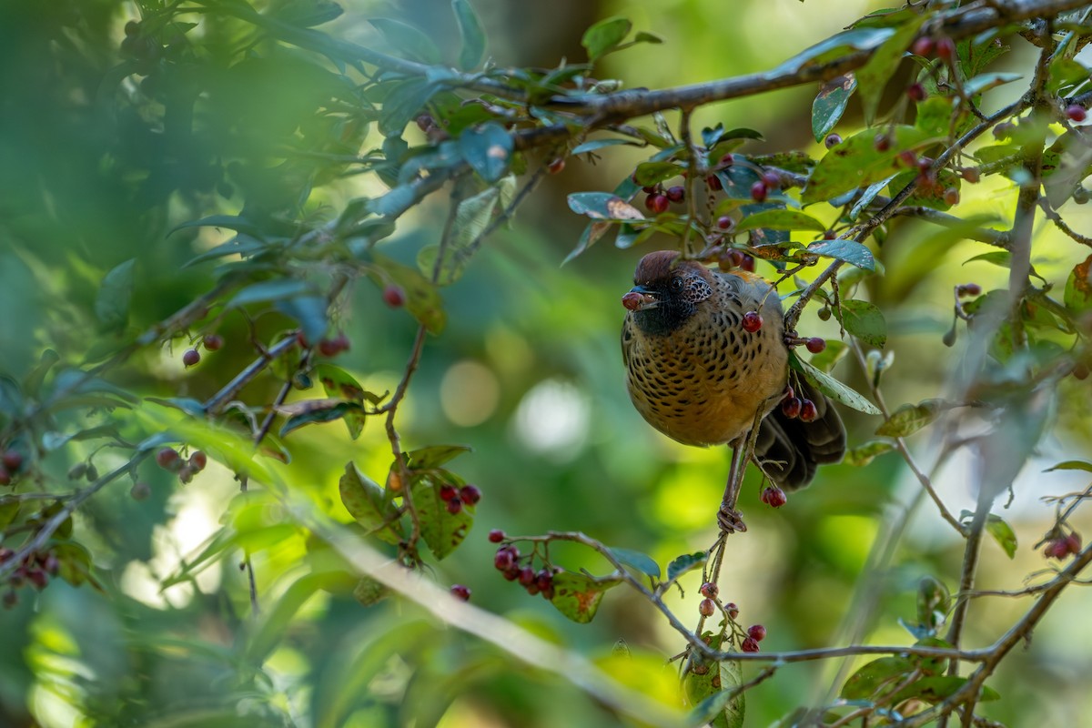 Chestnut-crowned Laughingthrush - ML643578274