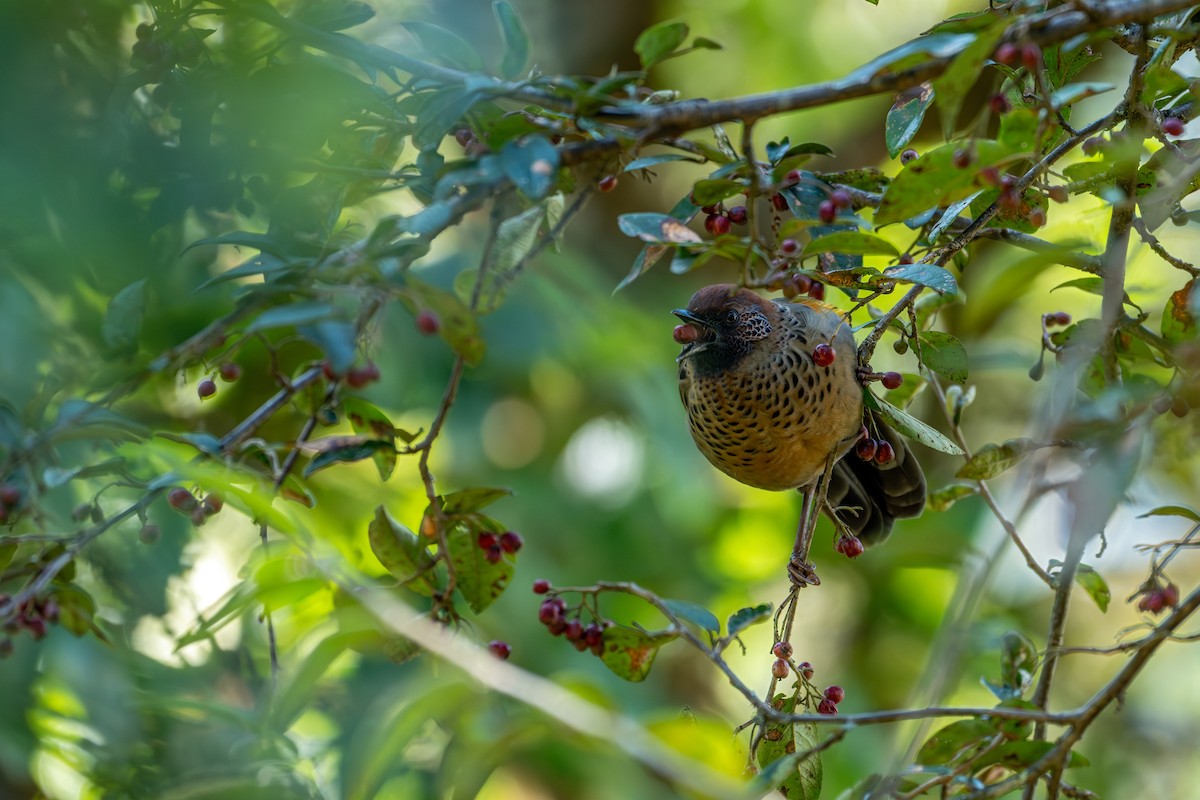 Chestnut-crowned Laughingthrush - ML643578275