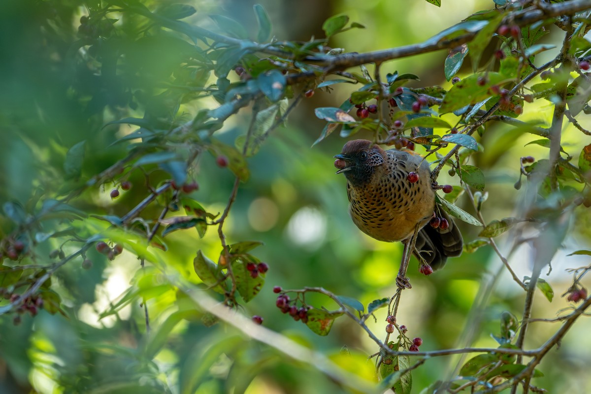 Chestnut-crowned Laughingthrush - ML643578276