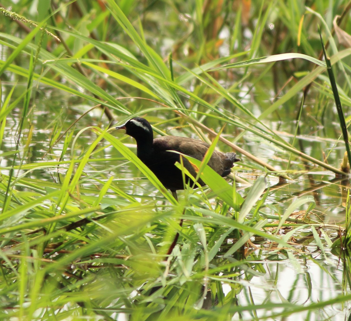 Bronze-winged Jacana - ML643578279