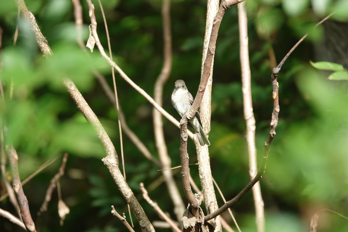 Eastern Wood-Pewee - ML643578327